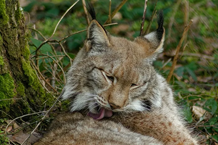 Lynx
