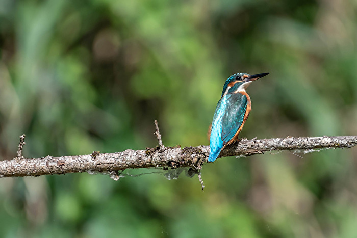 Eisvogel