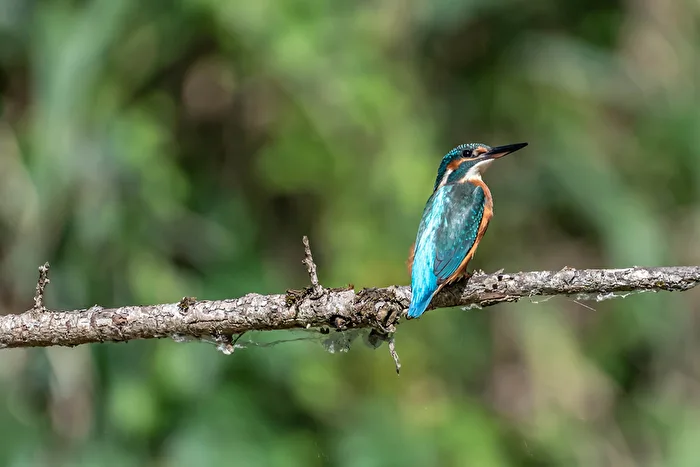 Kingfisher