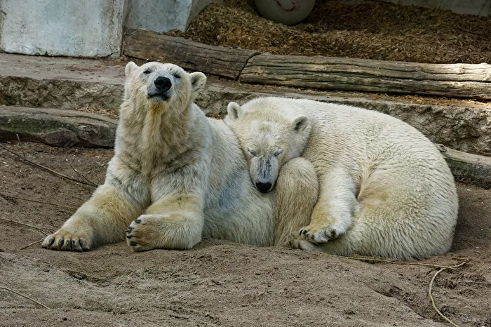 Eisbärn