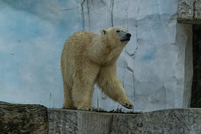 Polar Bear