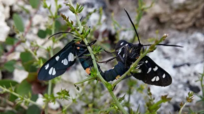 Amata Phegea während der Paarung
