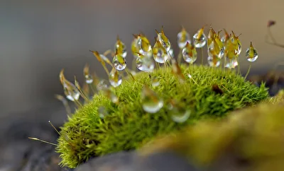 Drops