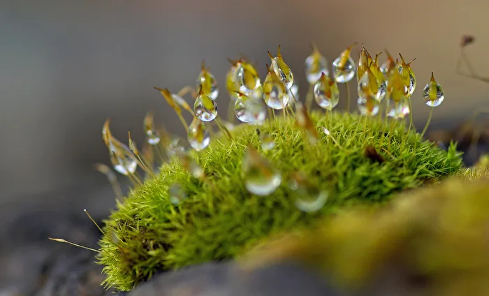 Drops