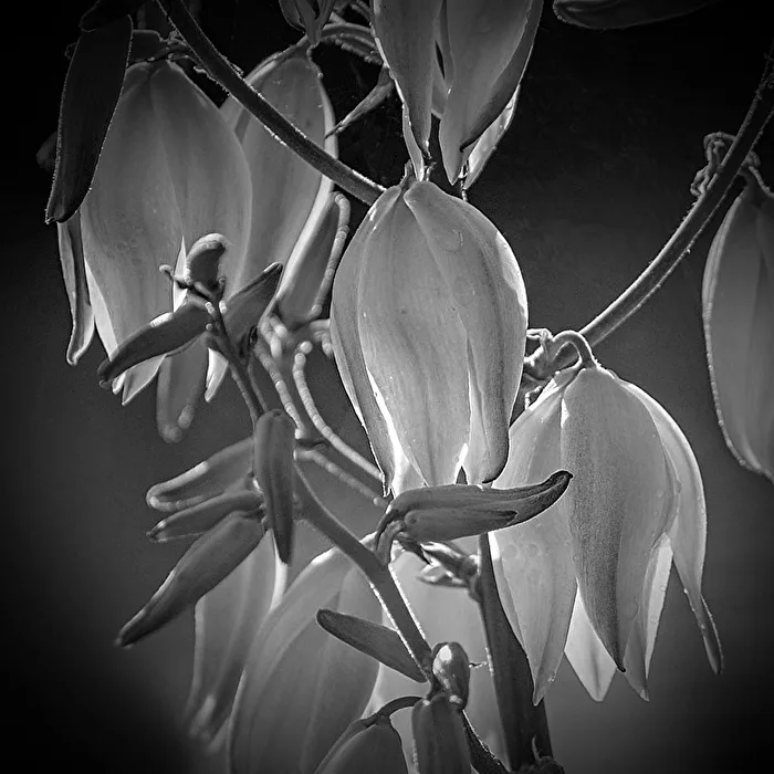 Lampions...