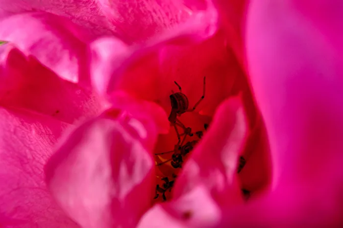 Veränderliche Krabbenspinne in ihrer Rose