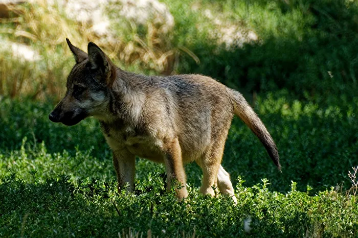 young timberwolf