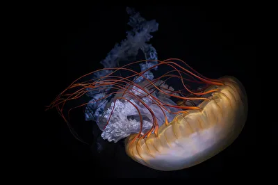 South American Sea Nettle