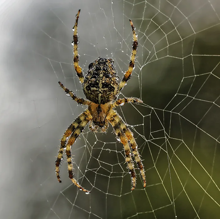 Araignée croix