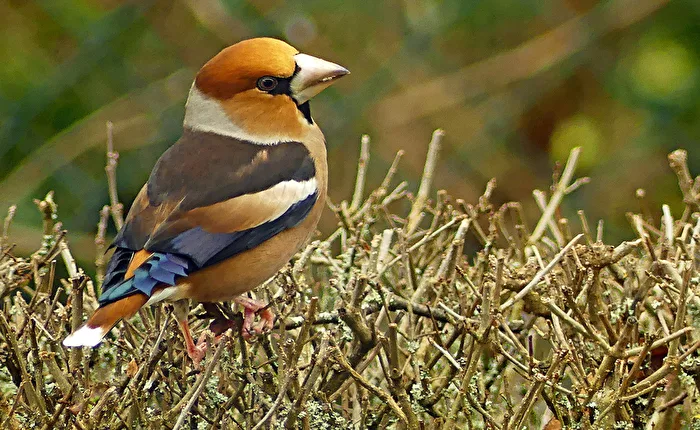 Kernbeisser (Coccothraustes coccothraustes)