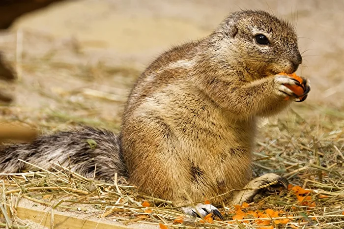 Chestnut Mouse