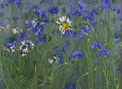 Sommergedanken....