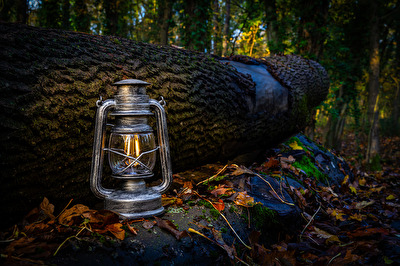 Laterne im Wald