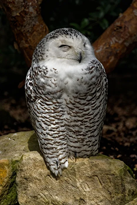 Schneeeule