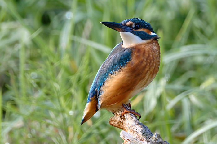 Eisvogelnachwuchs II