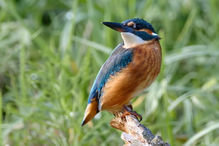 Kingfisher Offspring II