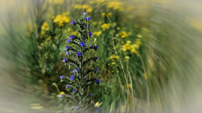 Pflanzen_Kratz mich nicht!
