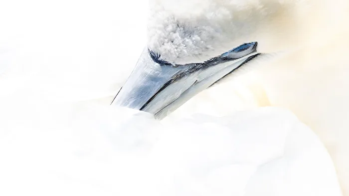 Northern Gannet Detail
