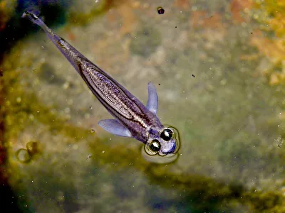 Ein kleiner Vieraugenfisch