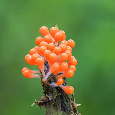 Trichia