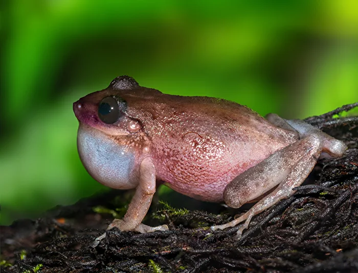 Rana Coquí (Eleutherodactylus coqui)