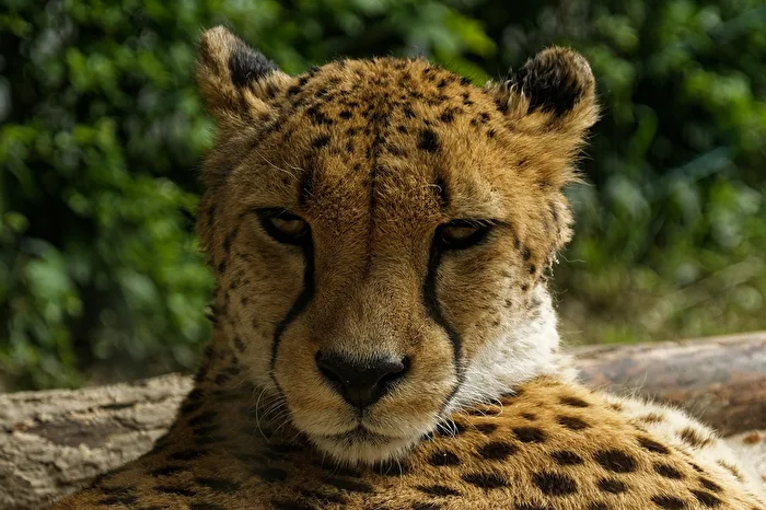 Cheetah