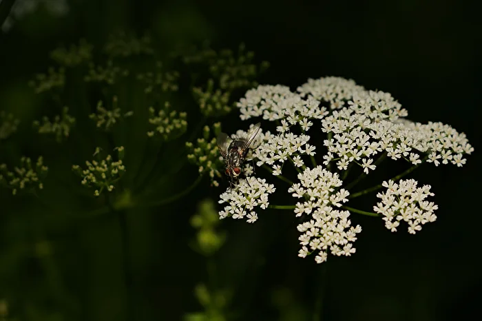 Flesh Fly