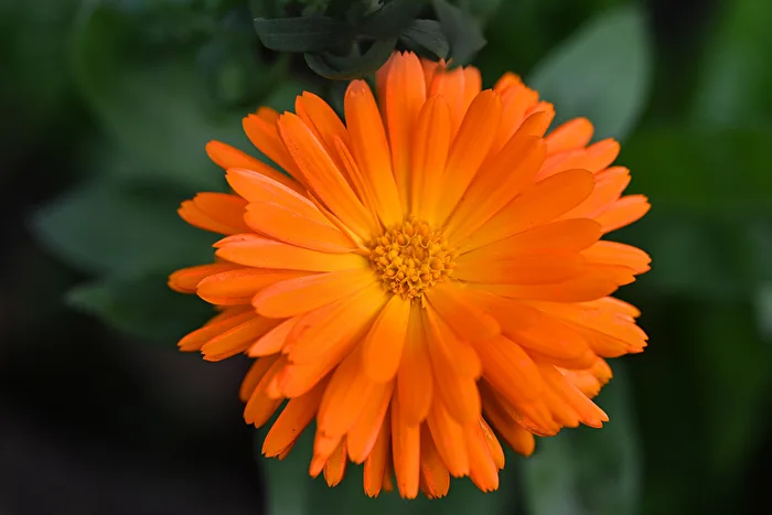 Blüte der Ringelblume