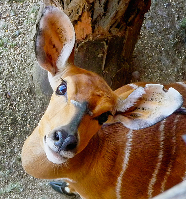 Bongo Antilope
