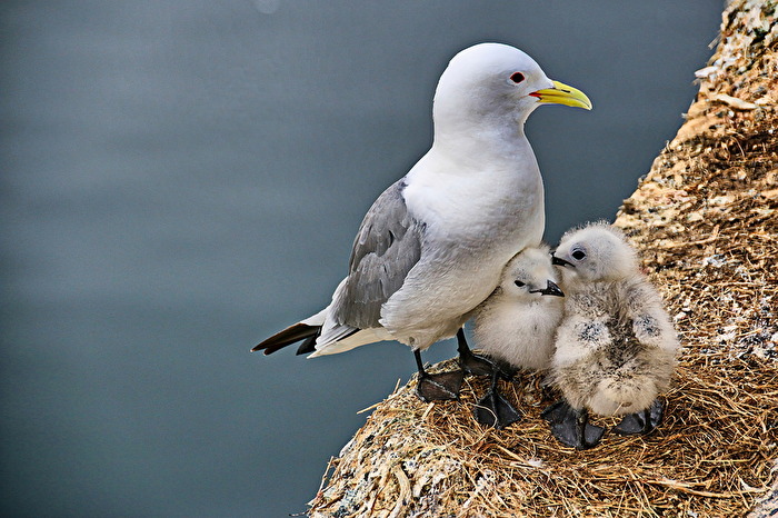 #Vögel - Zeit zum kuscheln