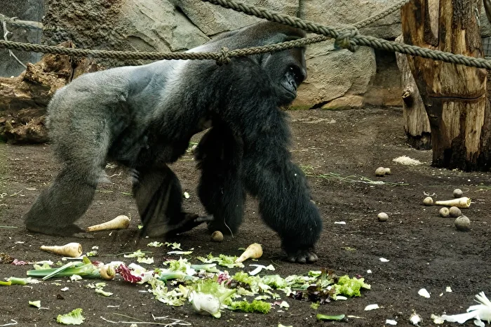 Gorilla ( Silberrücken )