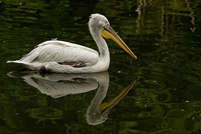 Pellicano dalla testa arricciata