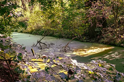 Natur Pur