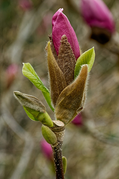 Mangolie