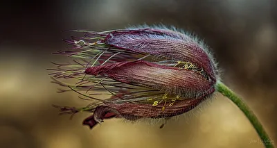 Pulsatilla