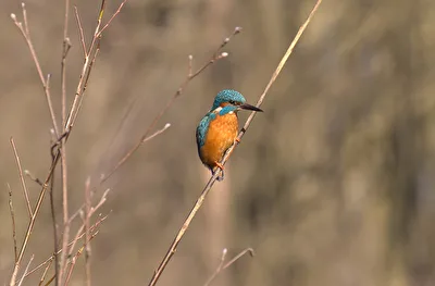 Eisvogel