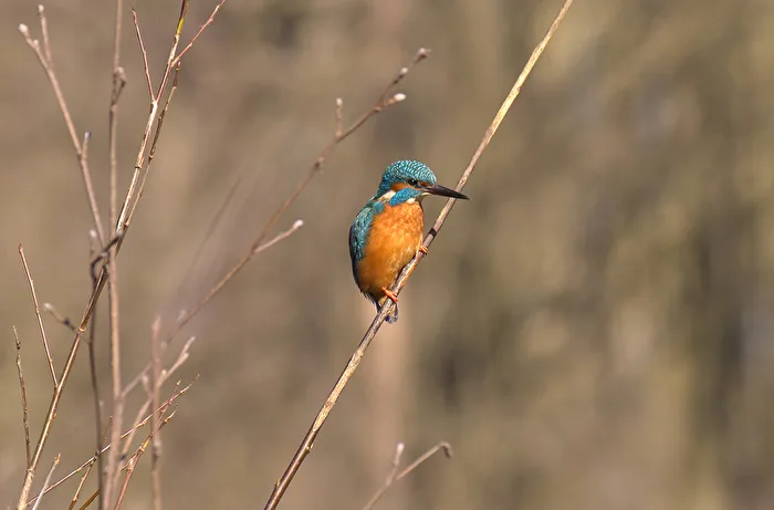 Kingfisher