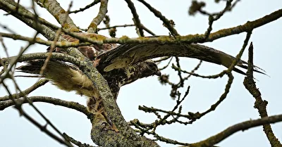 Mäusebussard