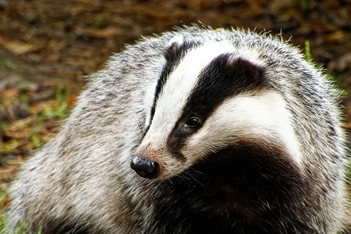 Badger