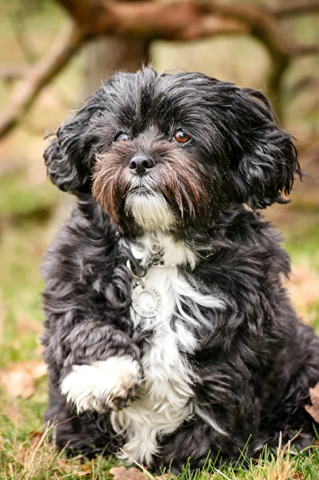 Soul Dog