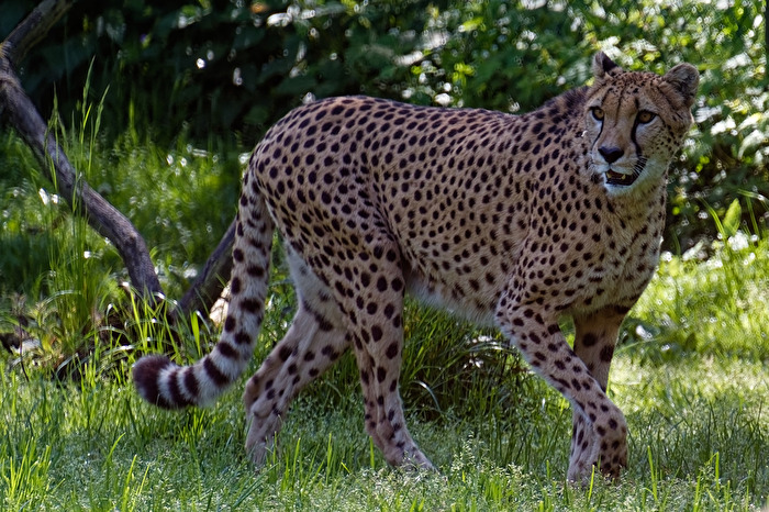 Gepard