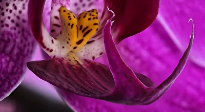 short tales from the living room jungle (2)