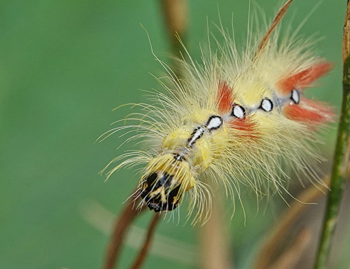 Coole Raupe (1)
