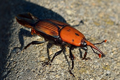 Roter Palmrüssler