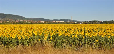 Sonnenblumenfeld
