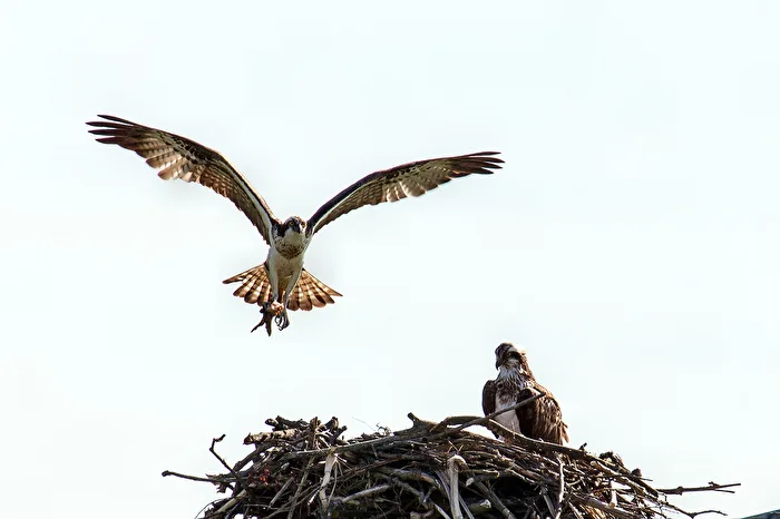 Osprey