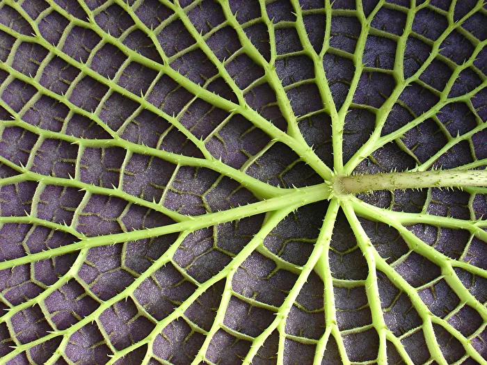 Green Network ?