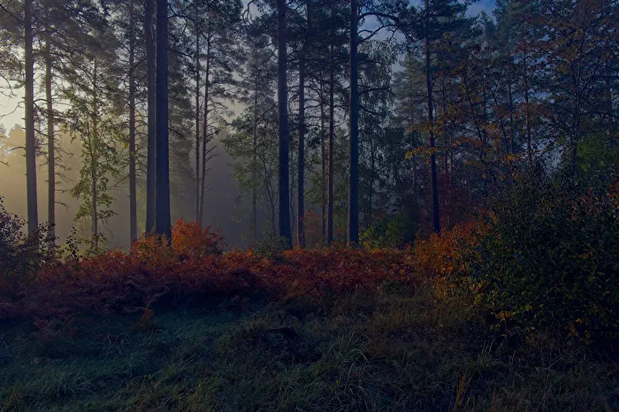 Morgens in Schweden (Smaland)