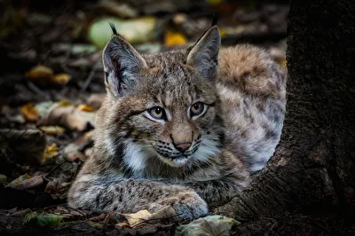 Der Blick des Waldes: Ein junger Luchs im herbstlichen Unterholz.
