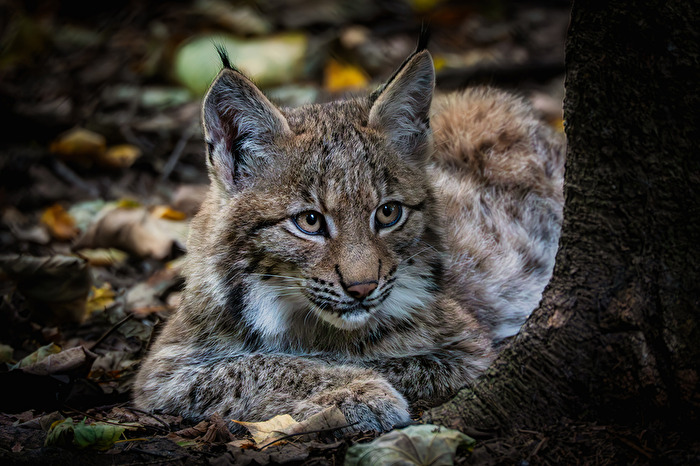 Der Blick des Waldes: Ein junger Luchs im herbstlichen Unterholz.